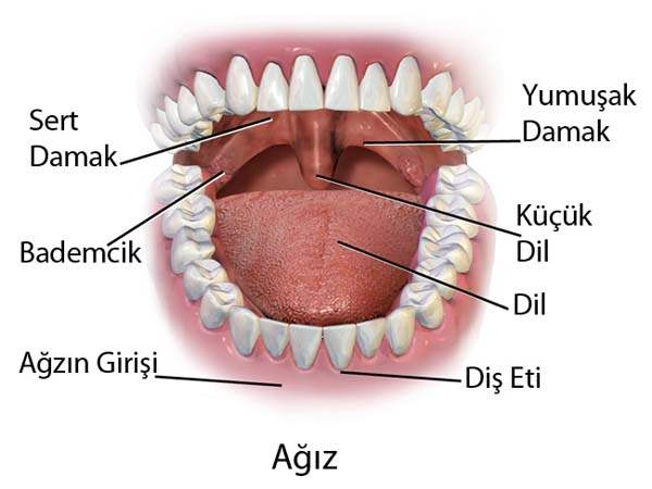 İmplantlar estetik amaçlarla kullanılır mı?