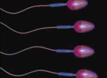 Kalın Sesli Erkeklerin Sperm Sayımı Düşük